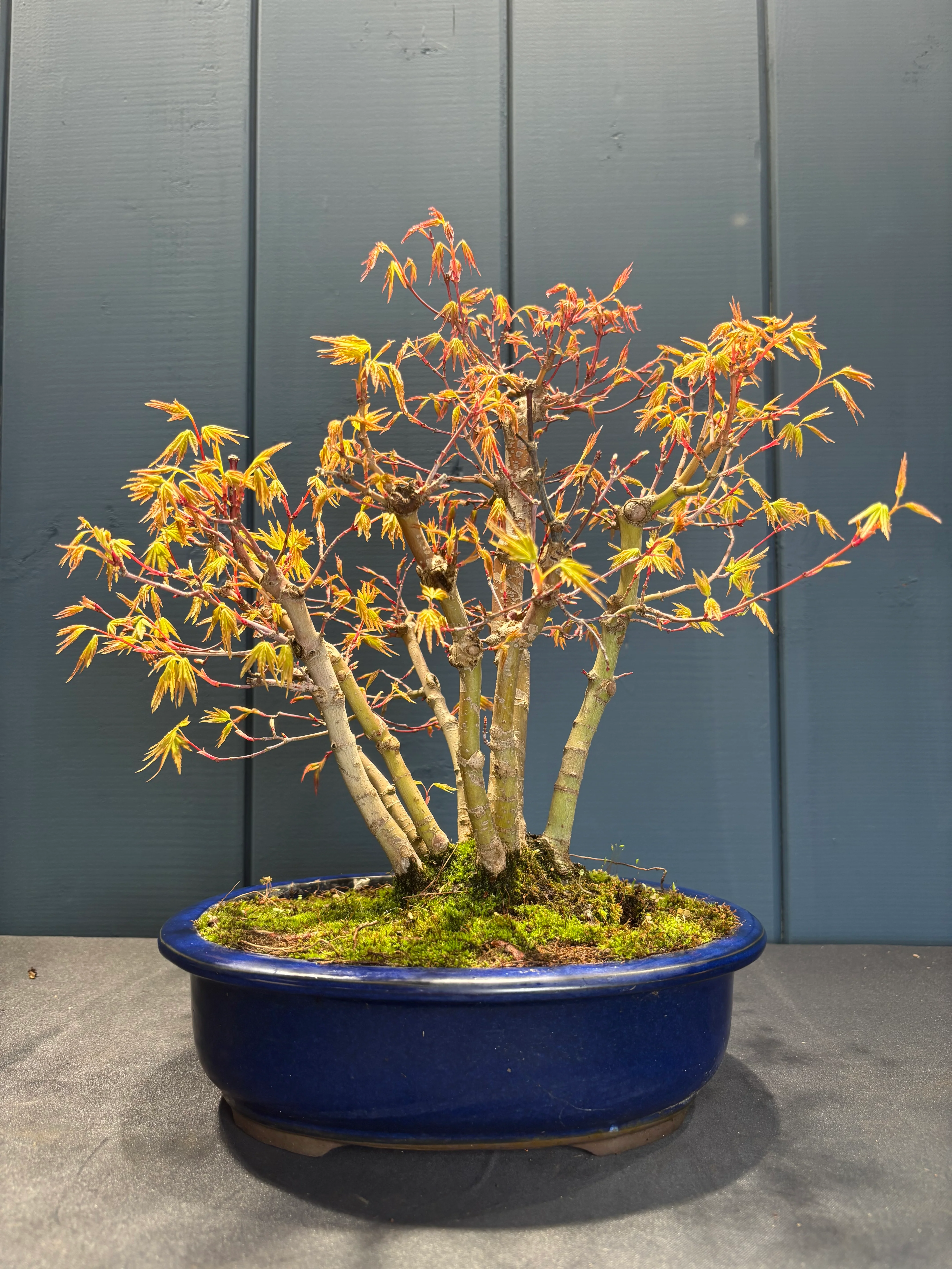Miniature 1