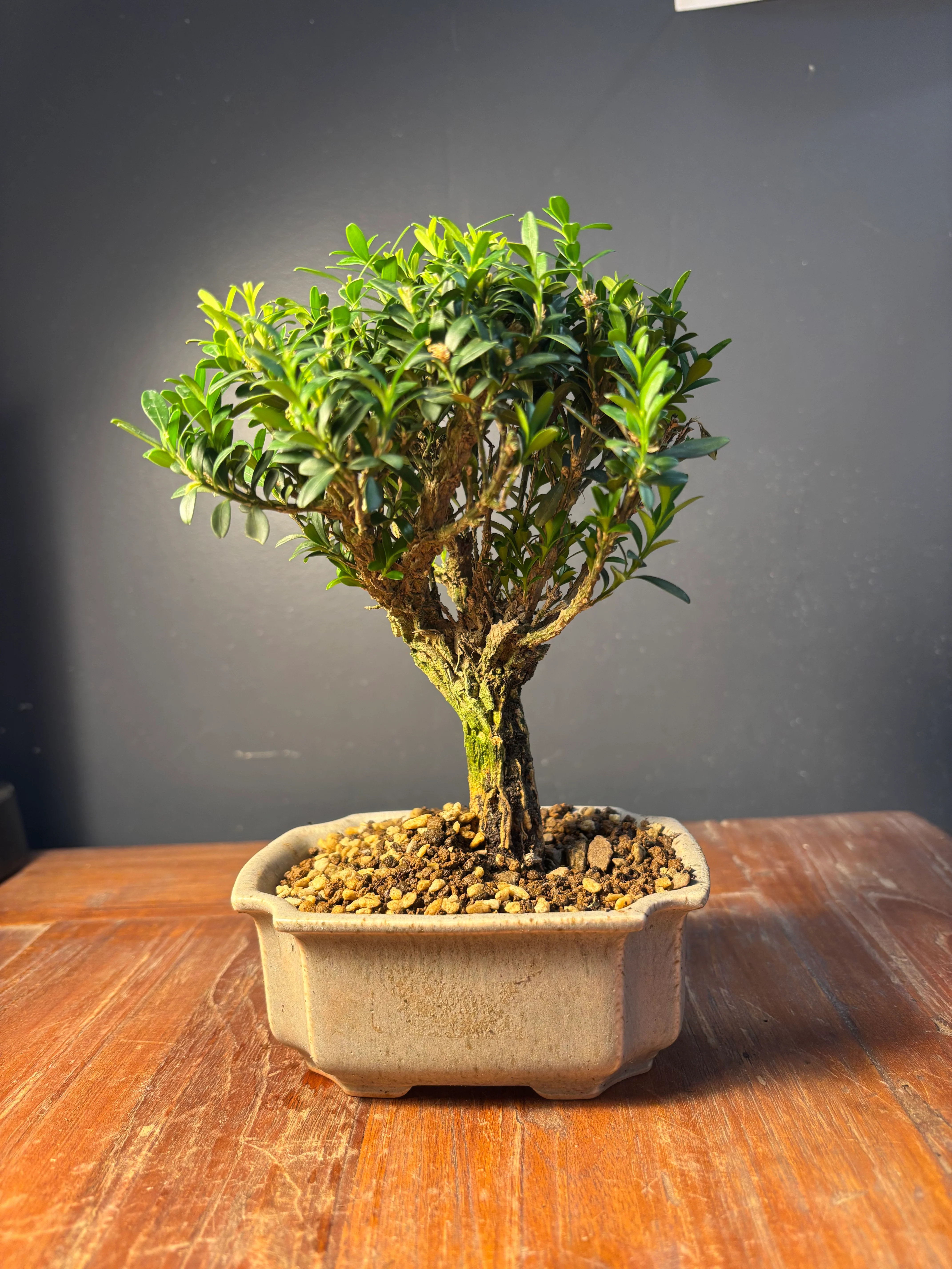 Miniature 1