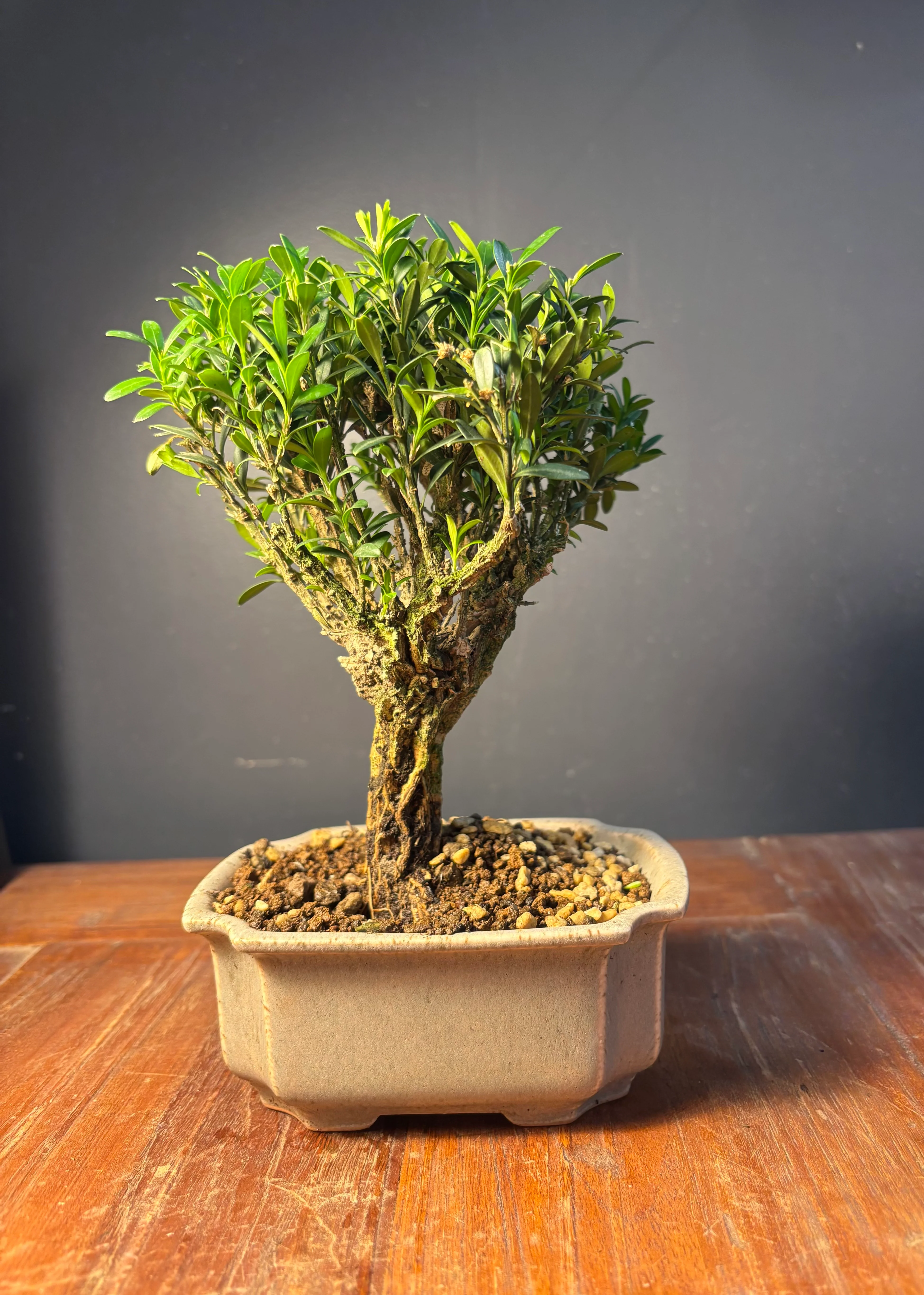 Miniature 2
