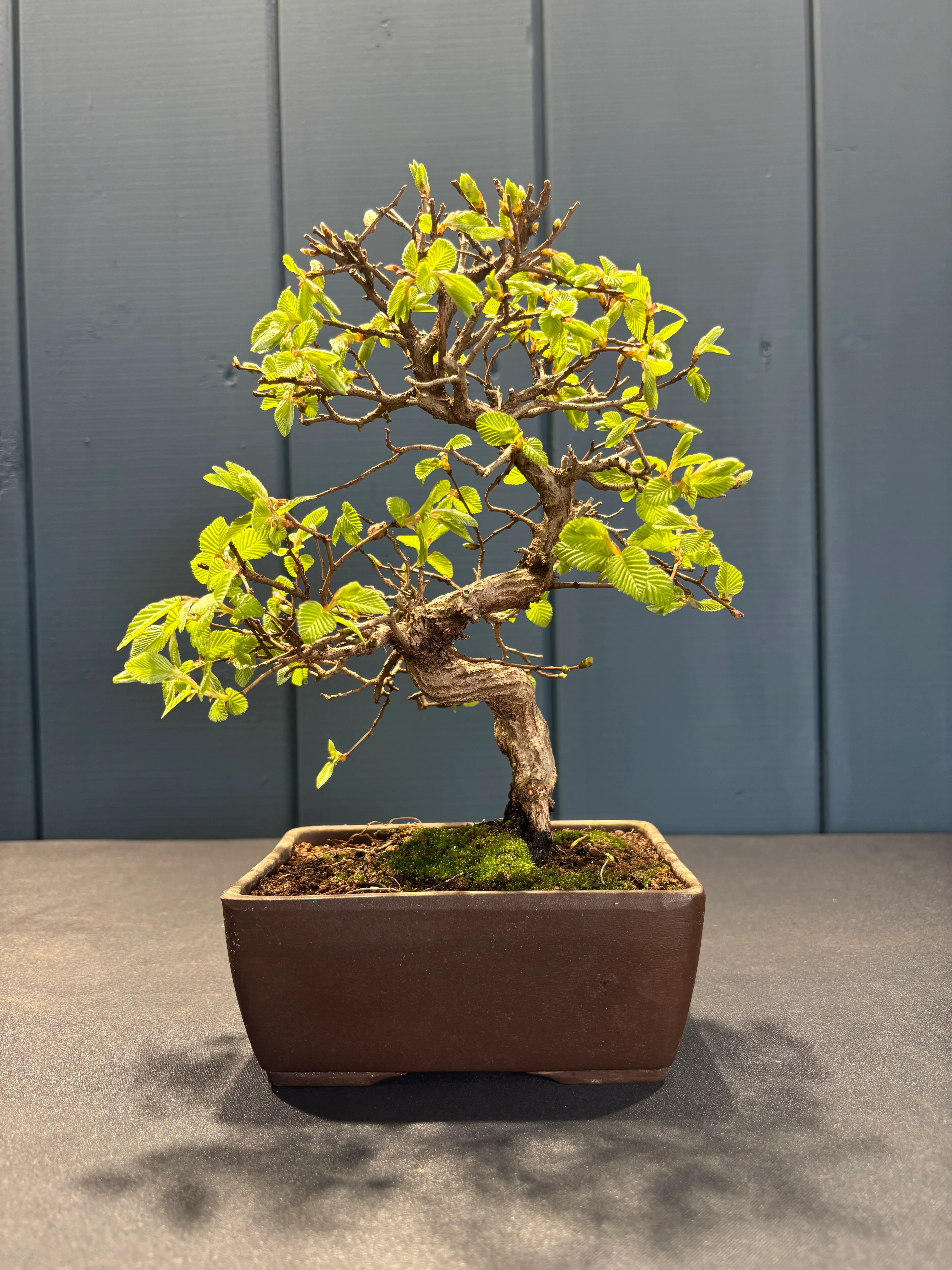 Miniature 2