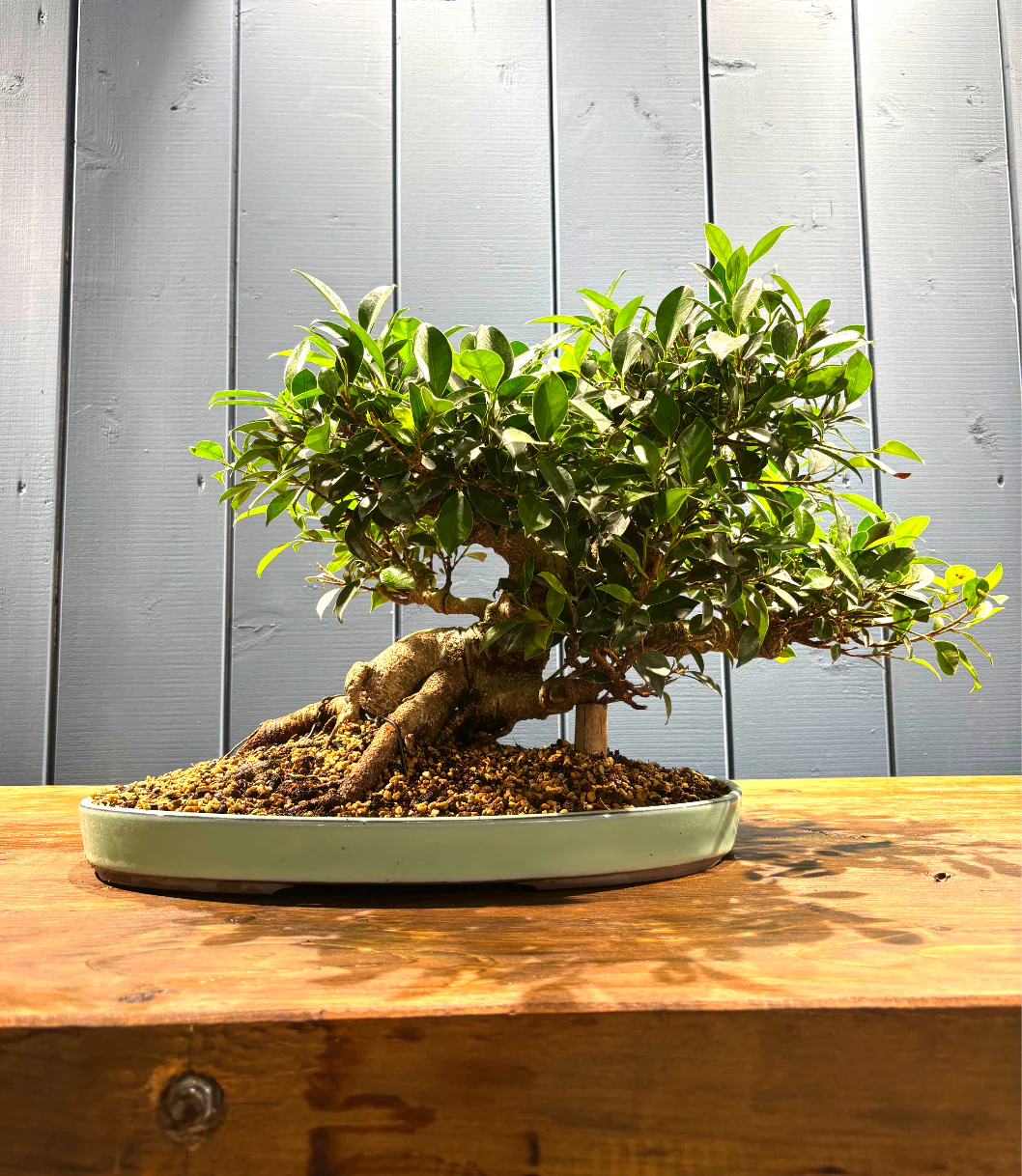 Miniature 2