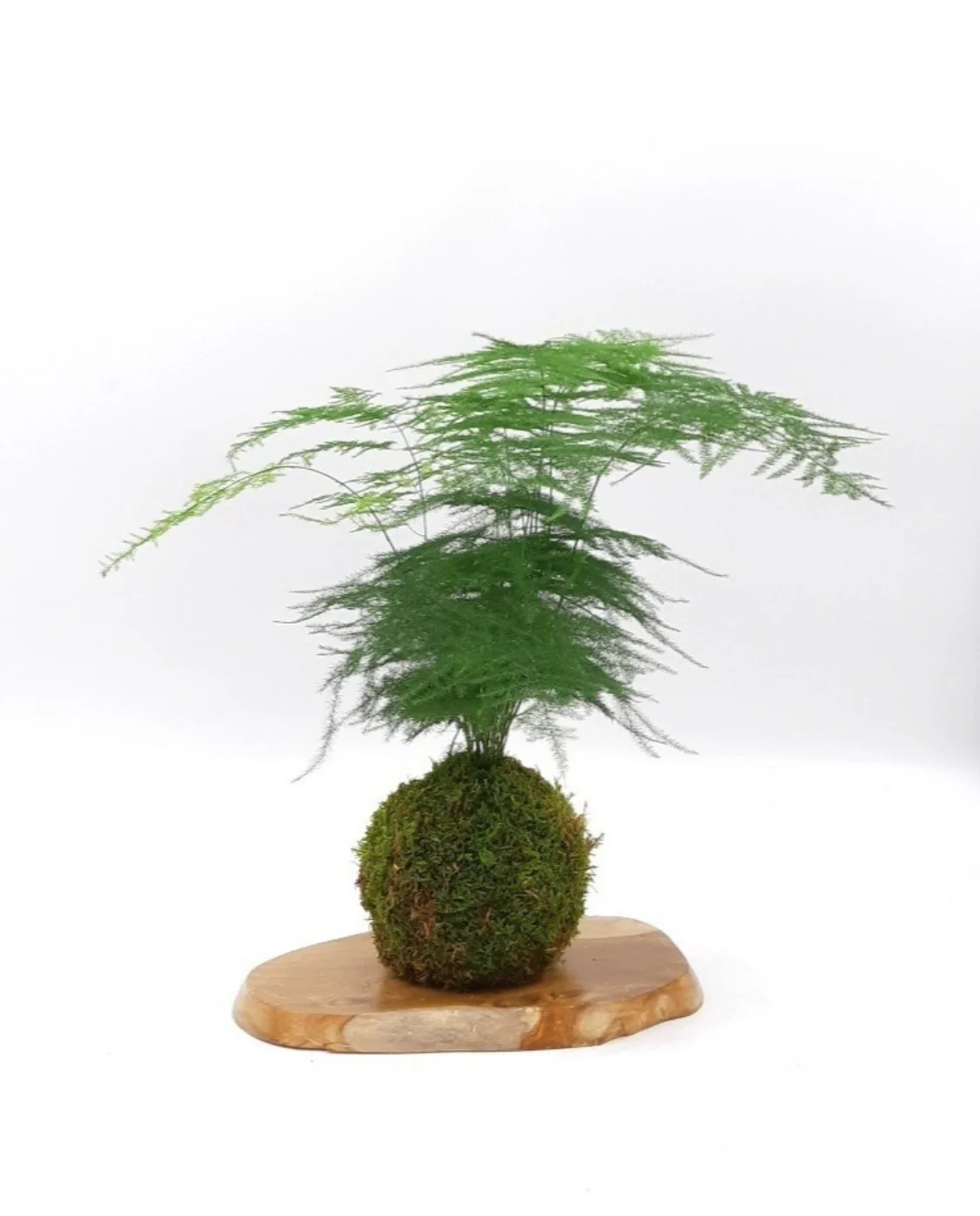 Miniature 1