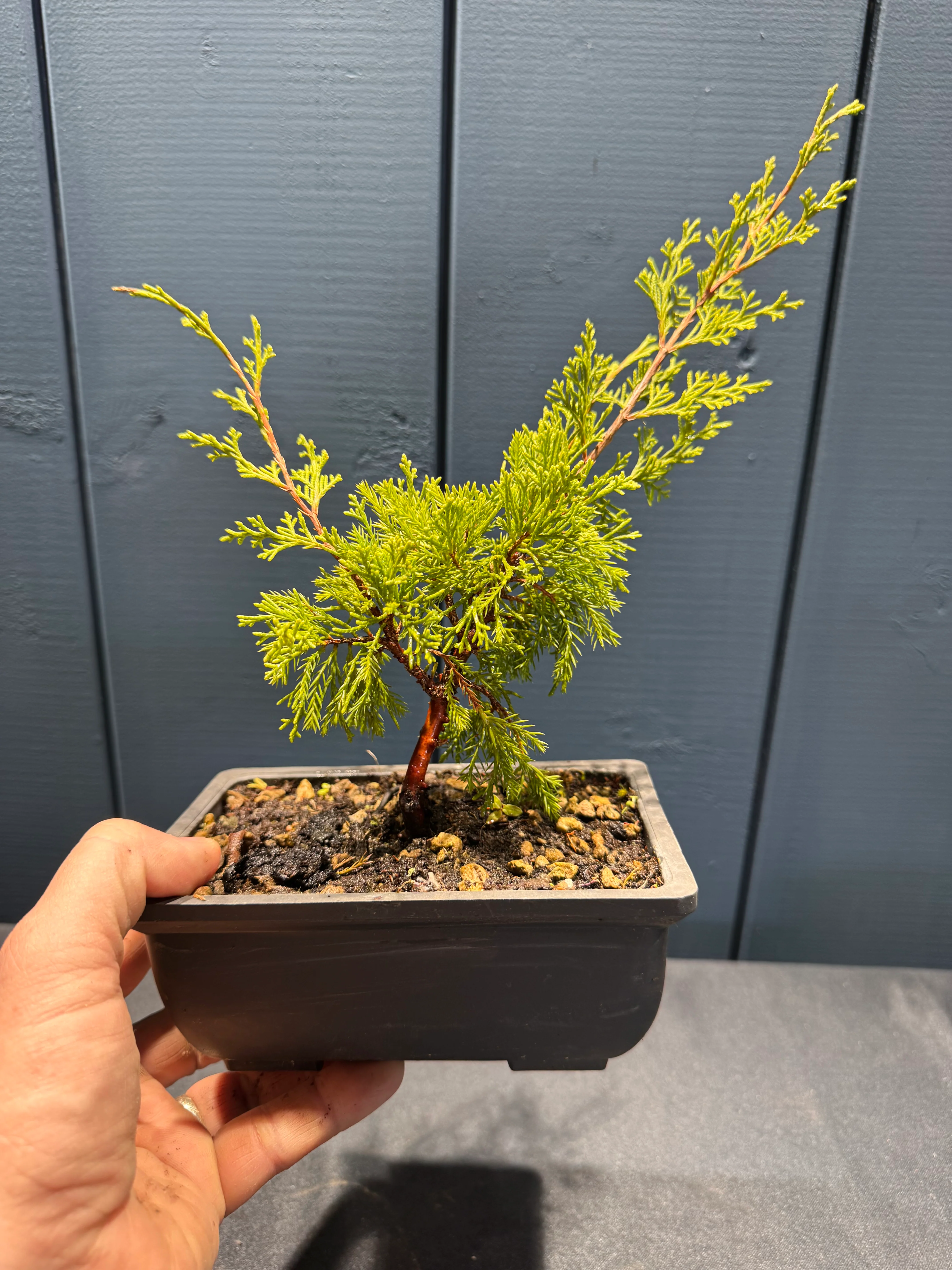 Miniature 1