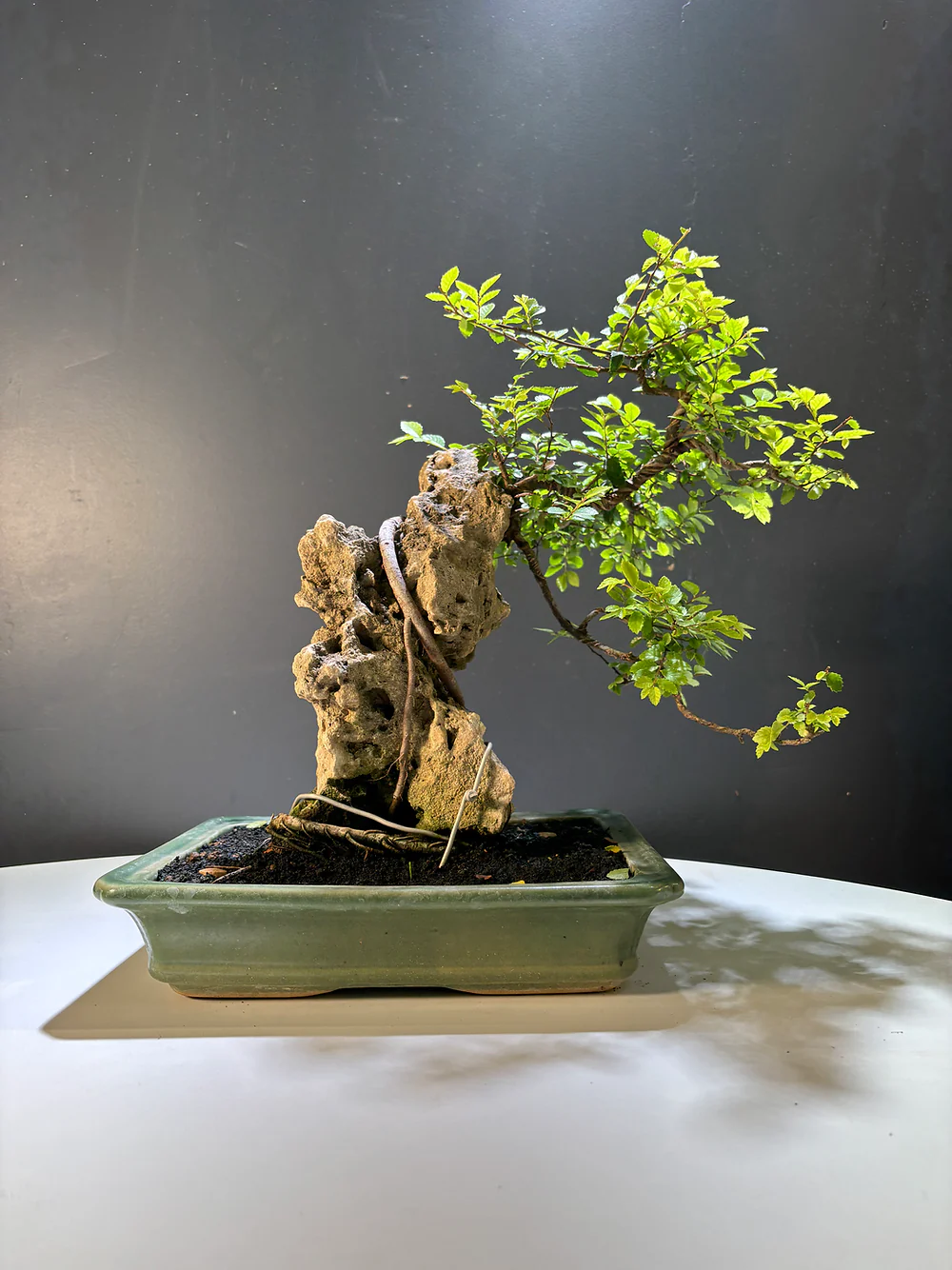 Miniature 1