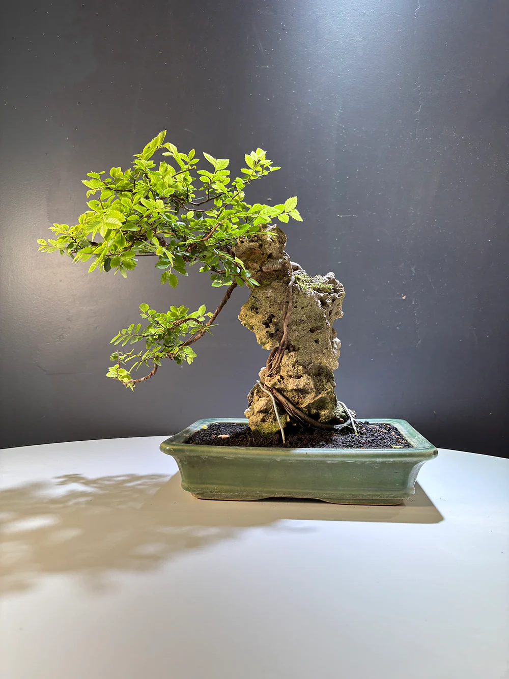 Miniature 2