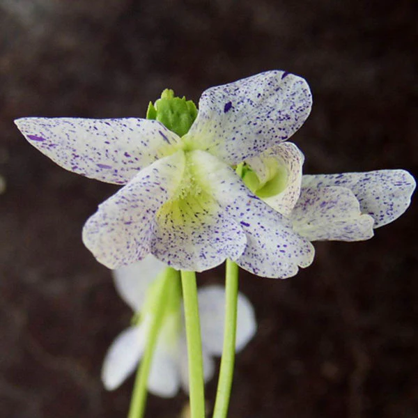 Miniature 1