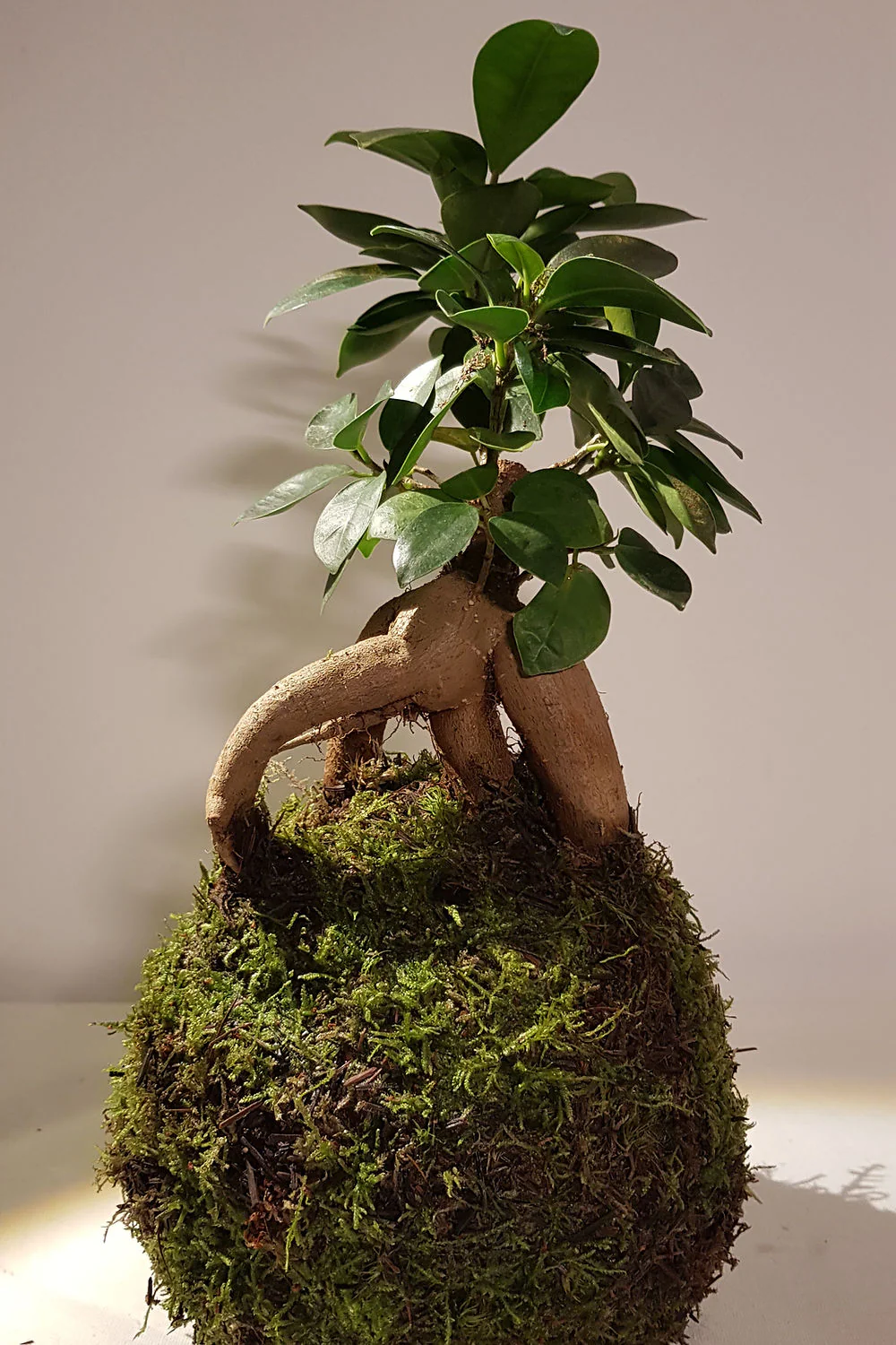 Miniature 1