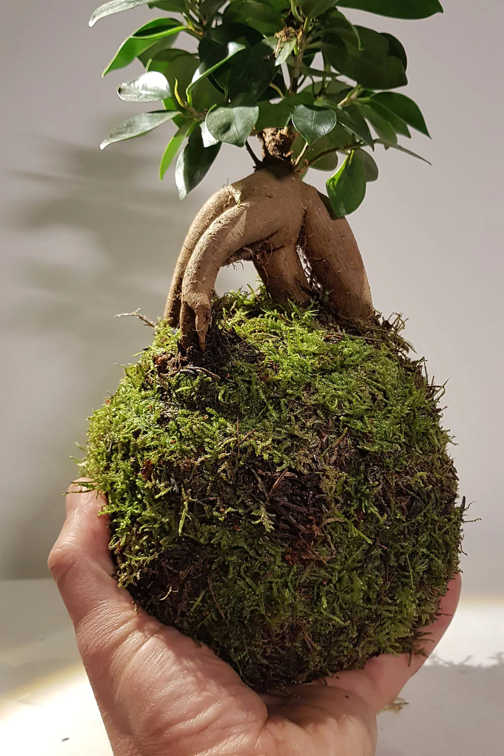 Miniature 2