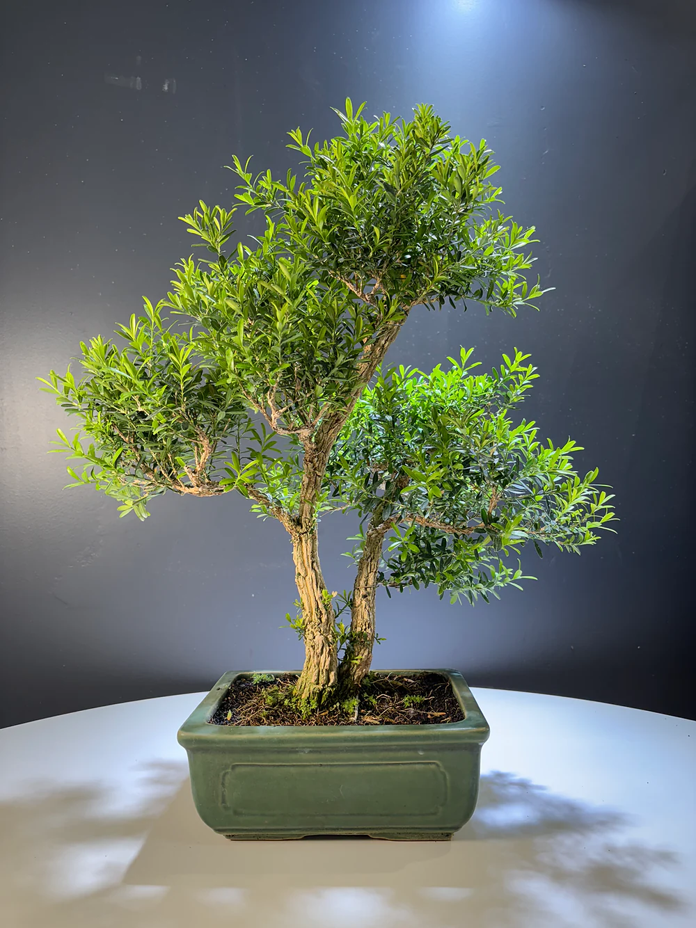 Miniature 1
