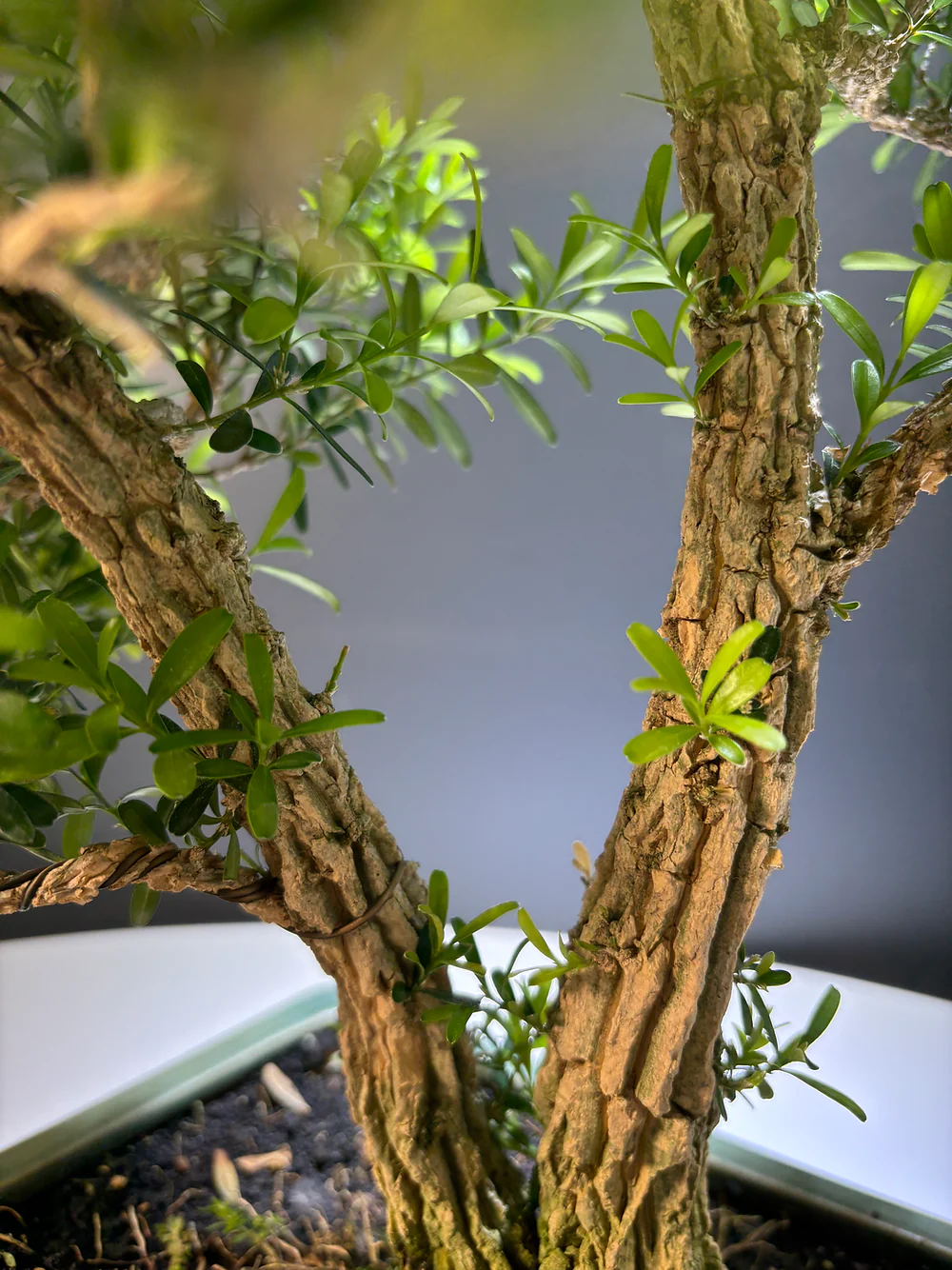 Miniature 2