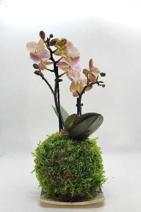 Miniature 1