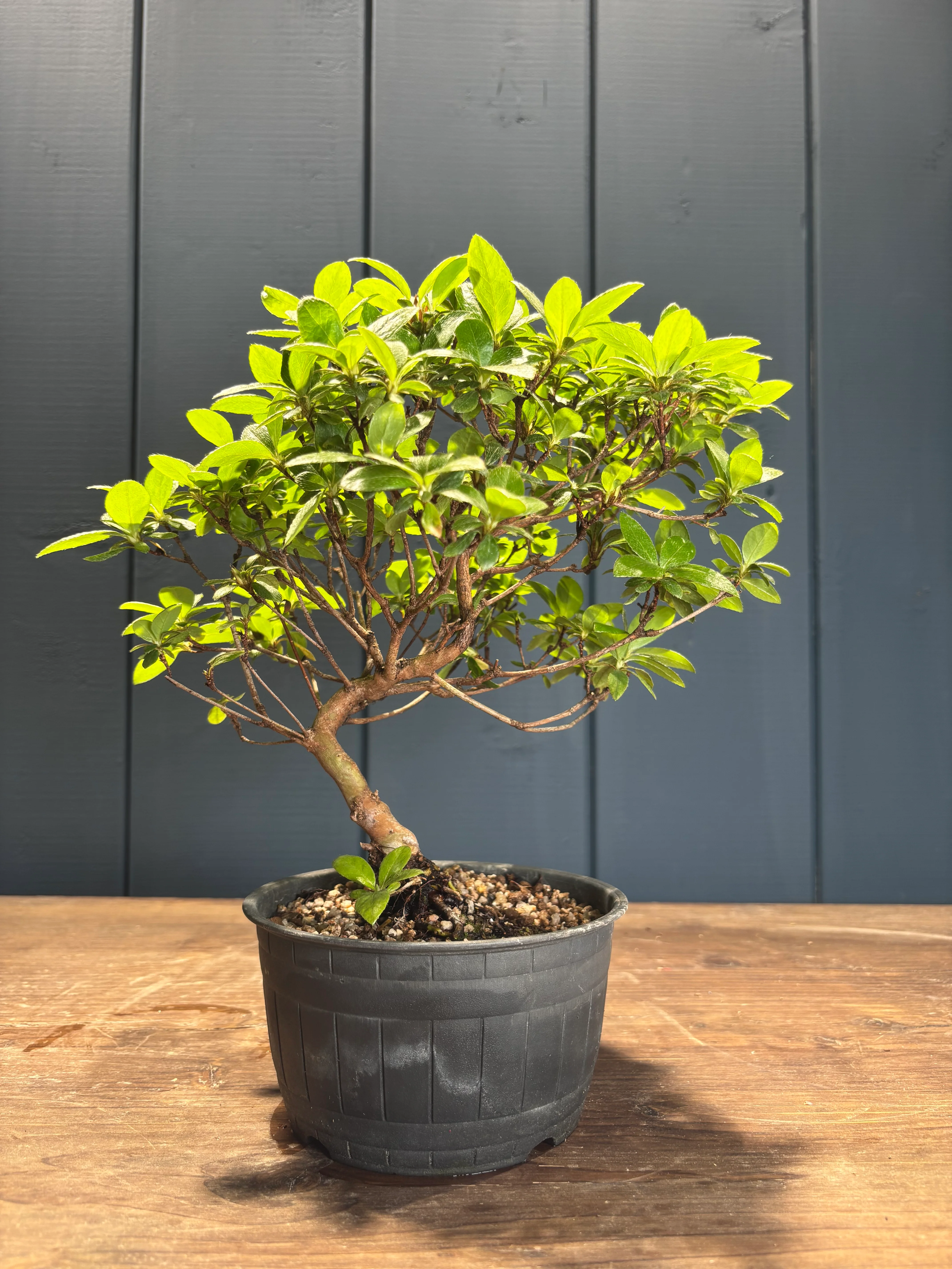 Bonsaïs et autres plantes