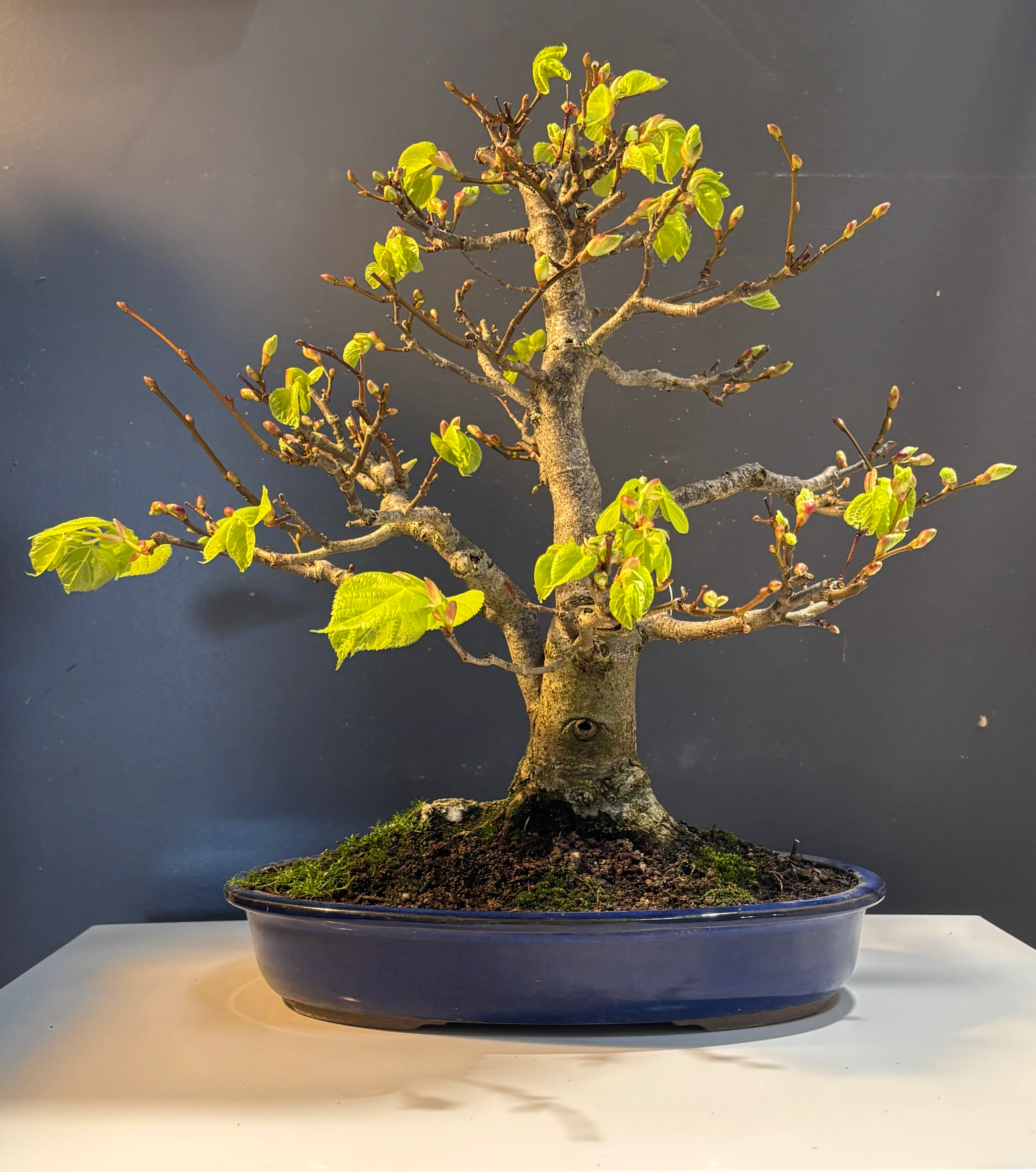 Miniature 1