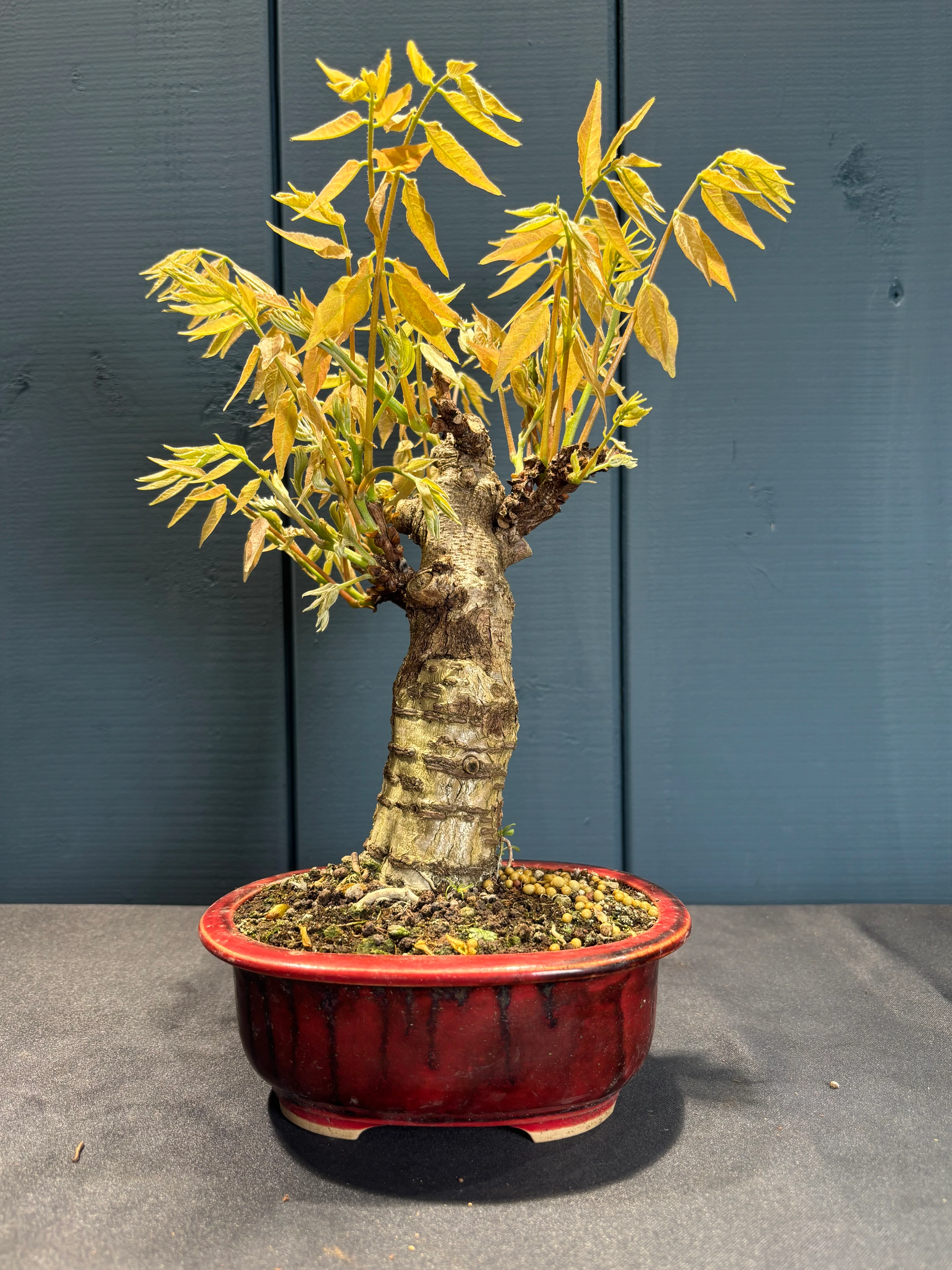 Miniature 2